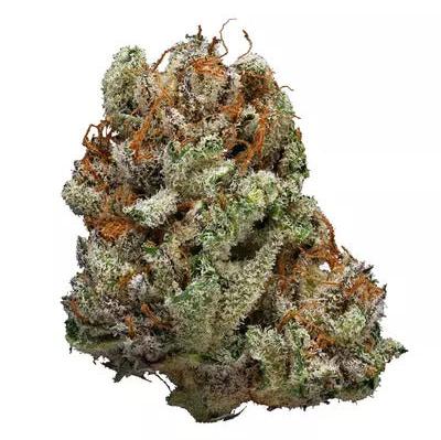 Snow Leopard 24%